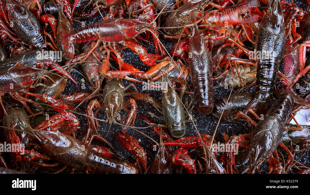 Crawfish louisiana net hi-res stock photography and images - Alamy