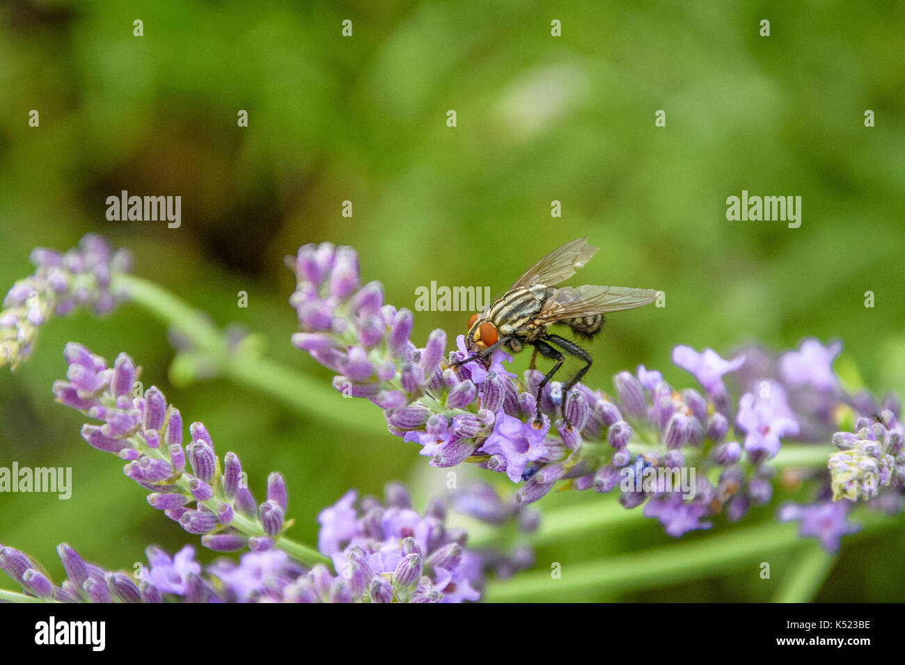 Laverton Insect Bug on lavender hi-res stock photography and images - Alamy