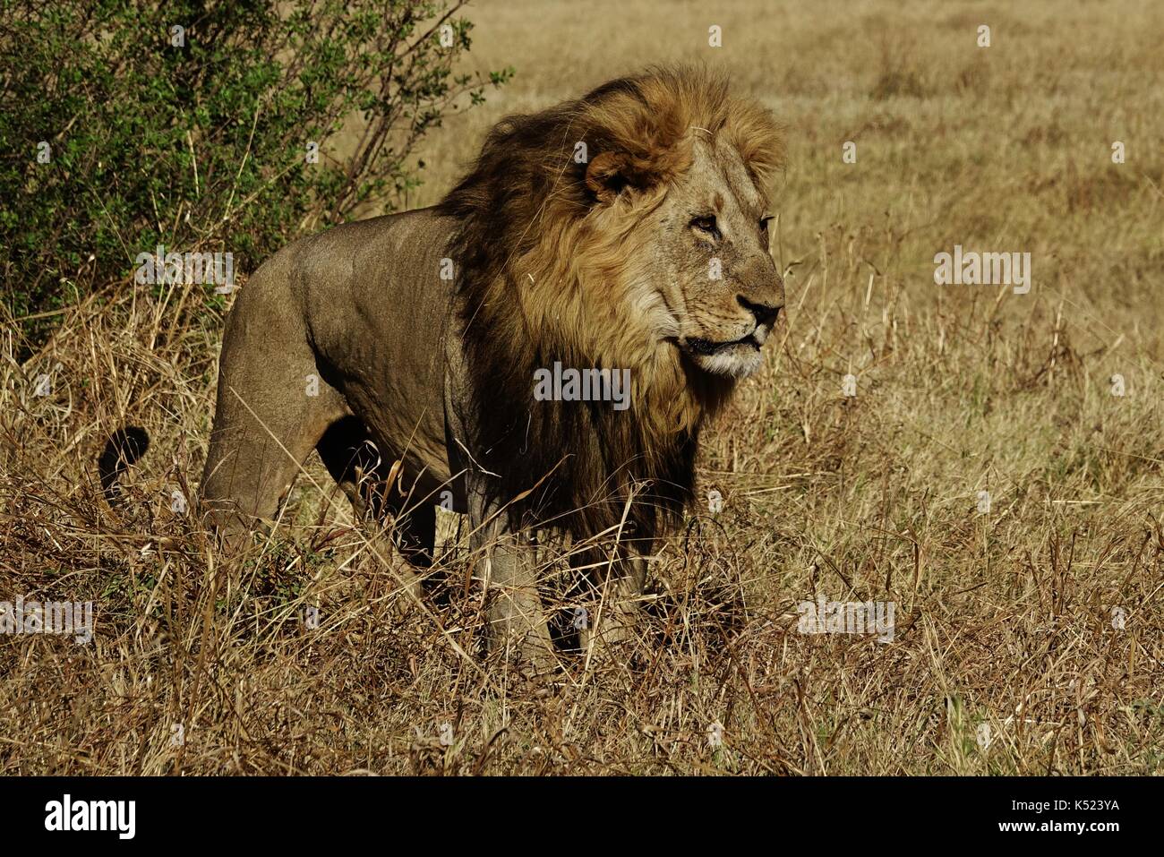 Male lion walking Stock Photo