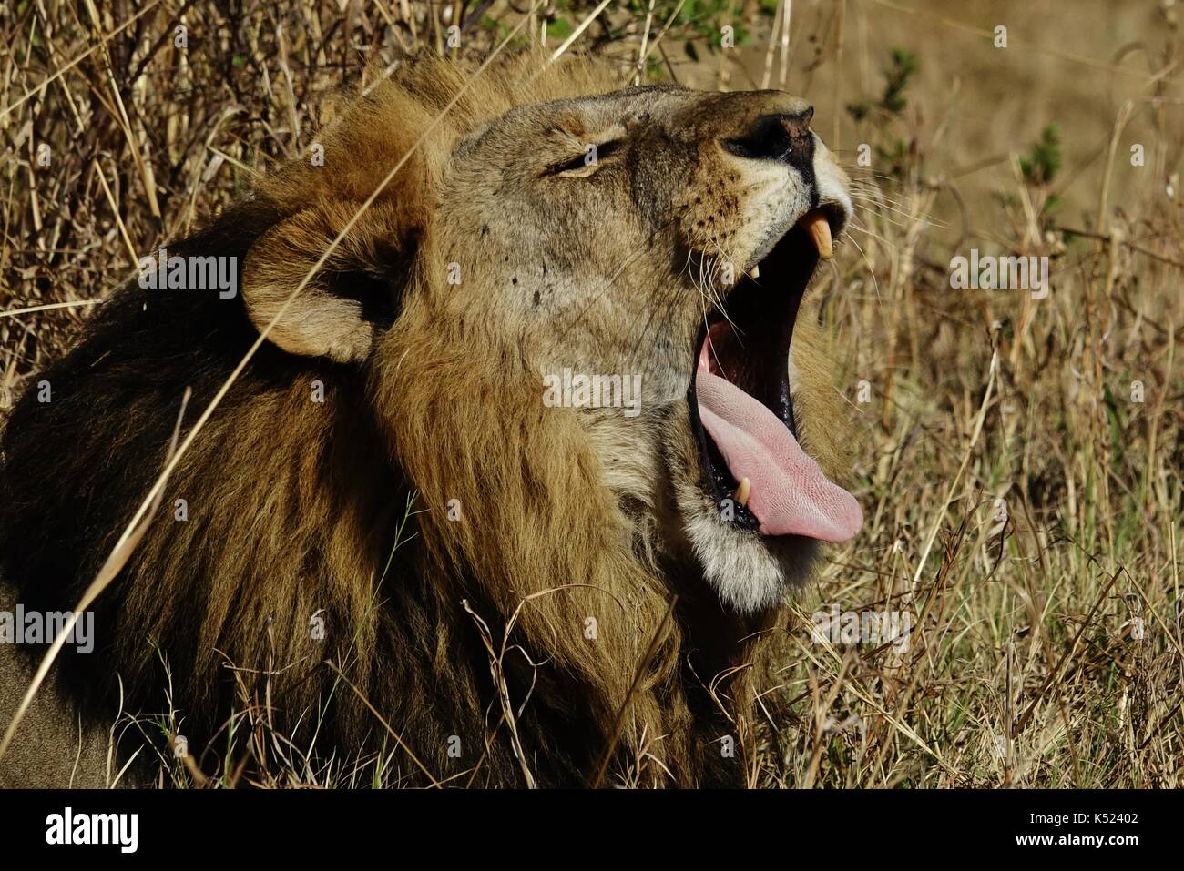 Male lion yawning Stock Photo