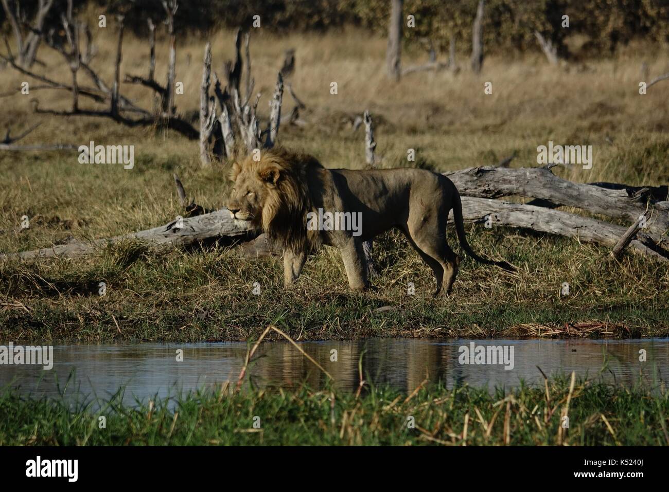 Male lion walking at river Stock Photo