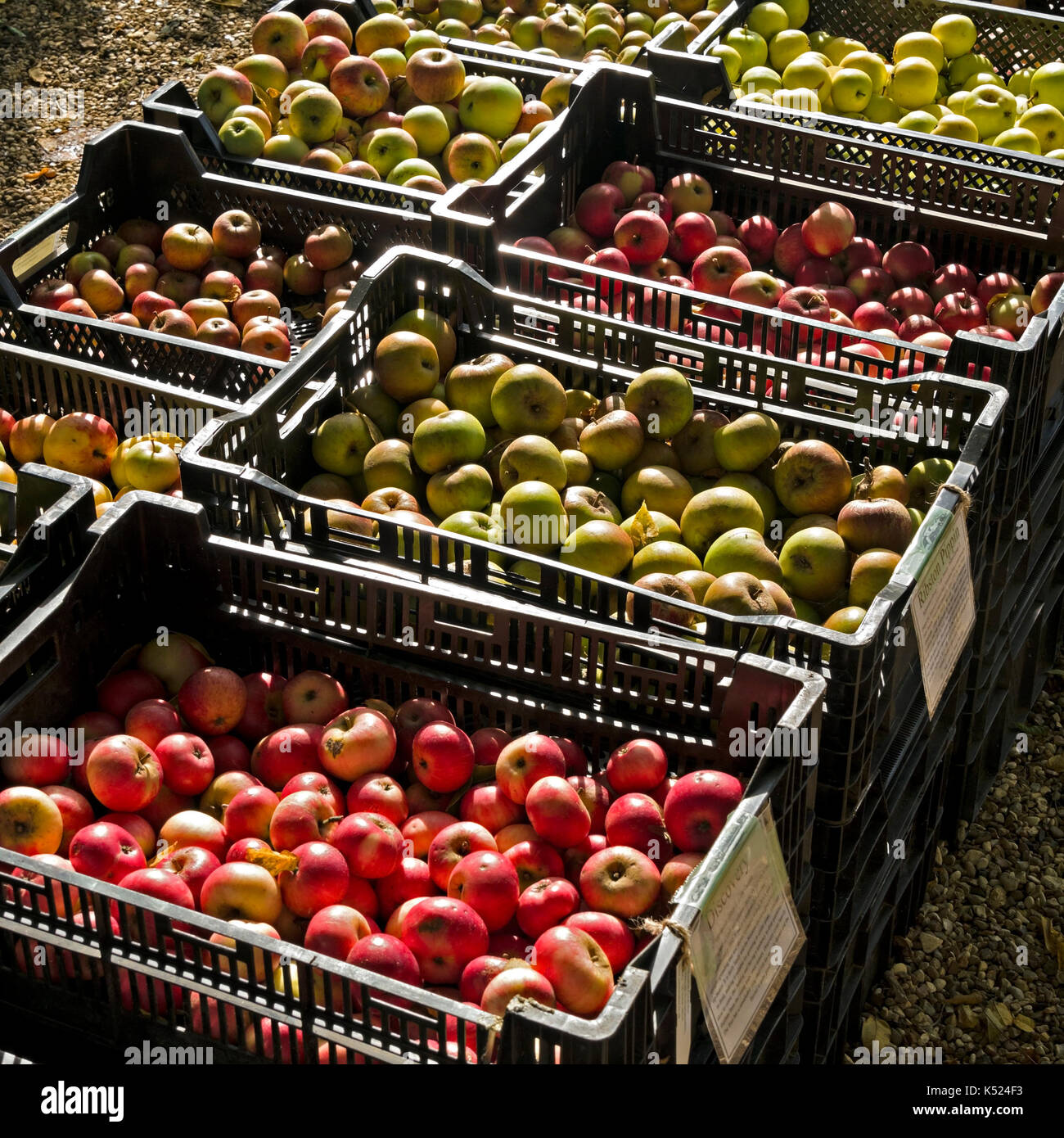 Trays of freshly picked English apples for sale outdoors at Coton Manor Gardens, Northamptonshire, England, UK. Stock Photo