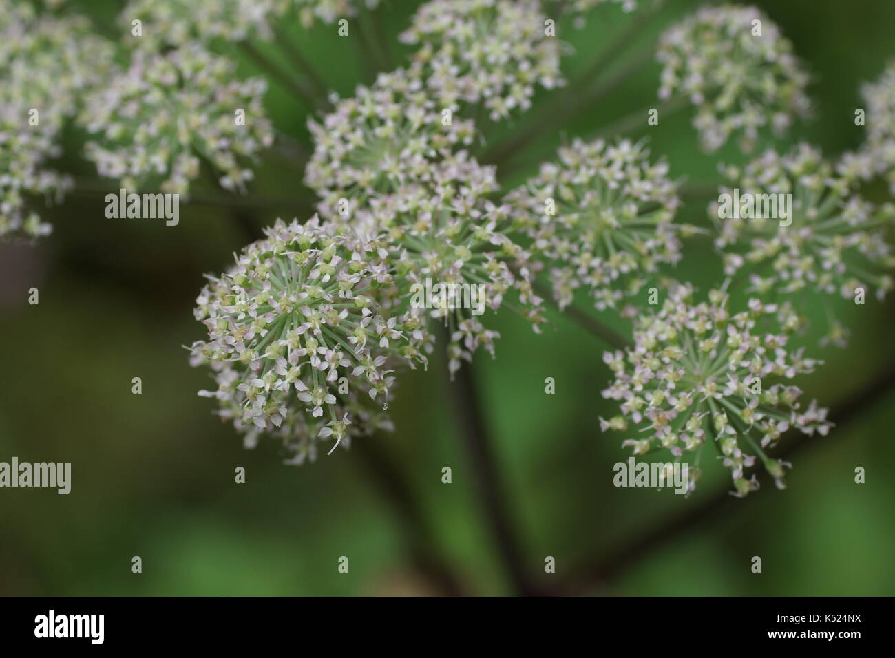 Angelica sylvestris Stock Photo