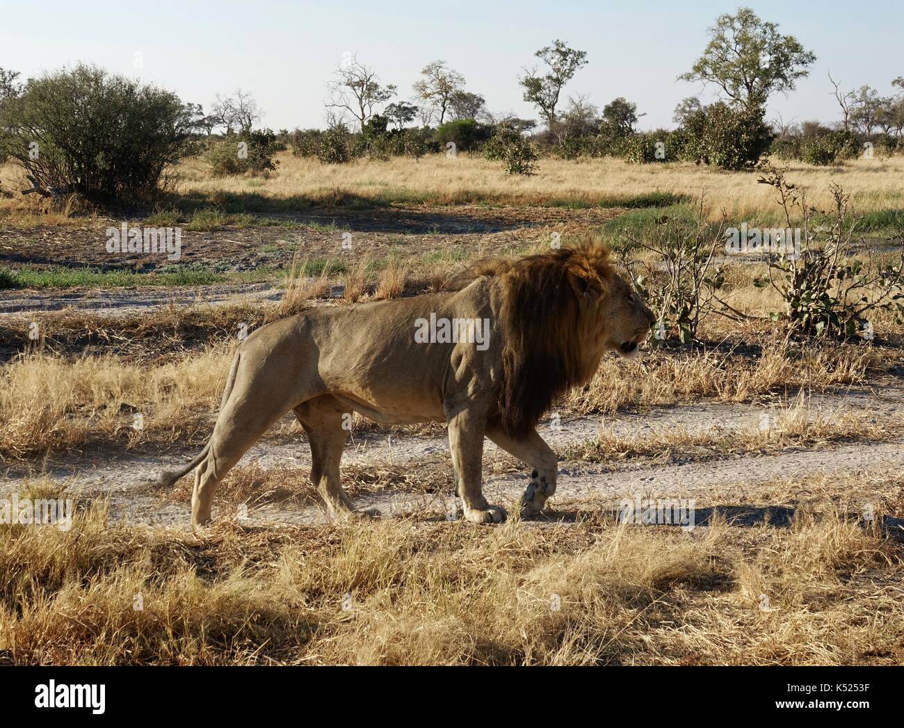 Male lion walking in morning sun Stock Photo