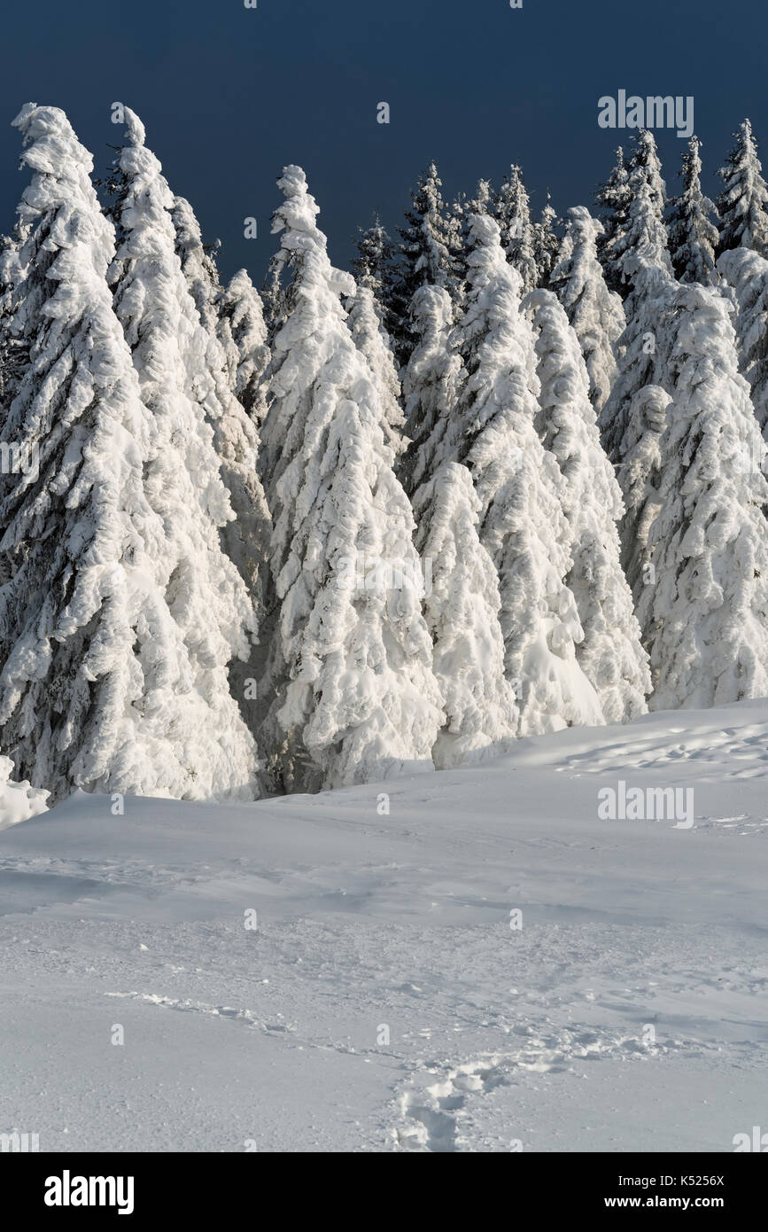 Conifers covered in ssnow in the Black Forest Stock Photo