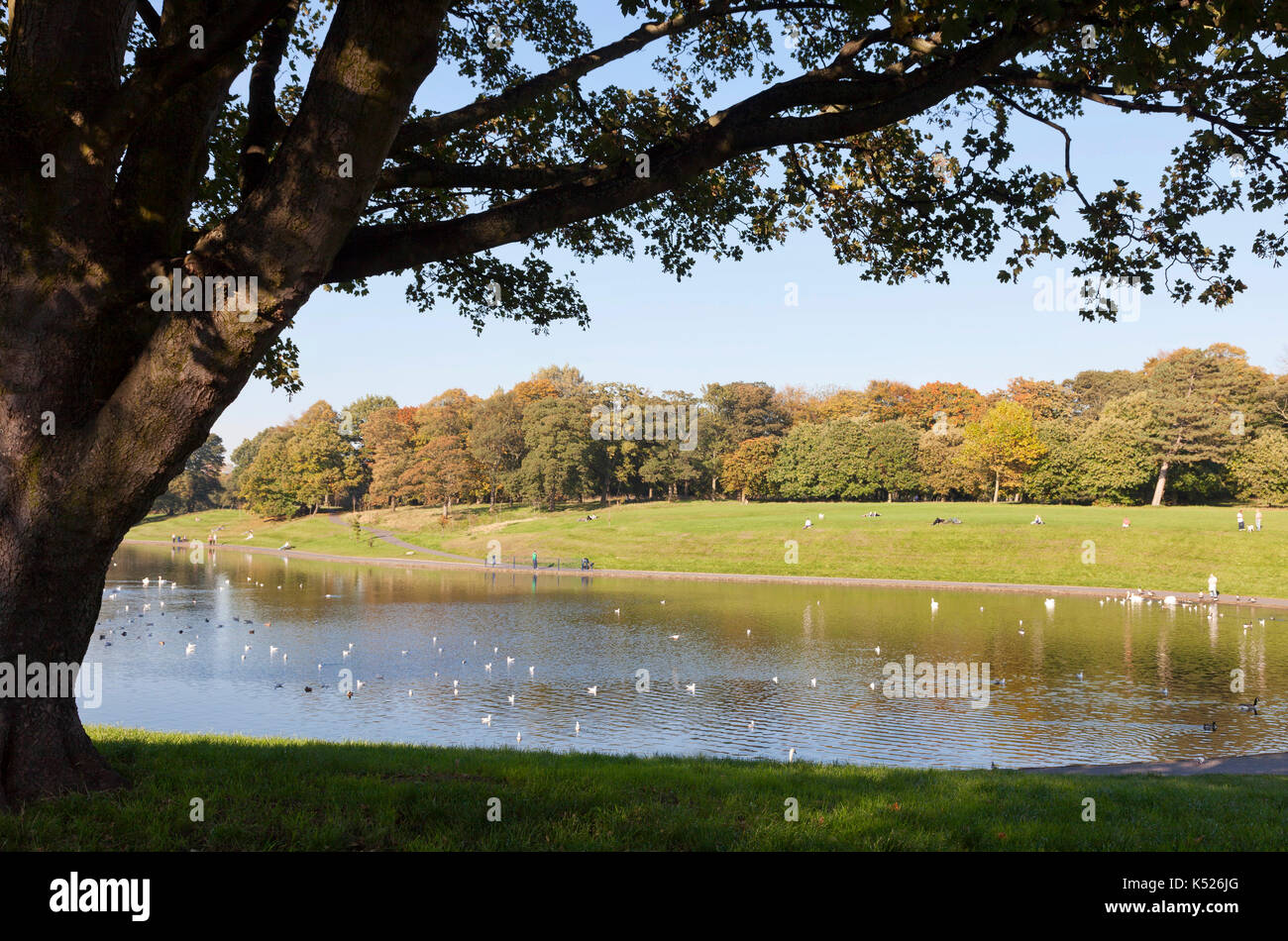 Autumn in Sefton Park, Liverpool, showing boating lake. Stock Photo