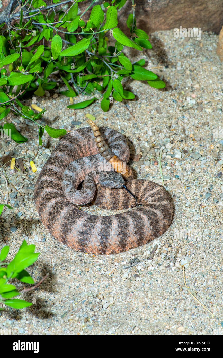 Tiger Rattlesnake Crotalus tigris Tucson, Pima County, Arizona, United ...