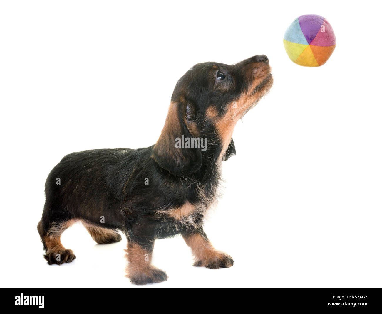 puppy Wire-haired Dachshund in front of white background Stock Photo