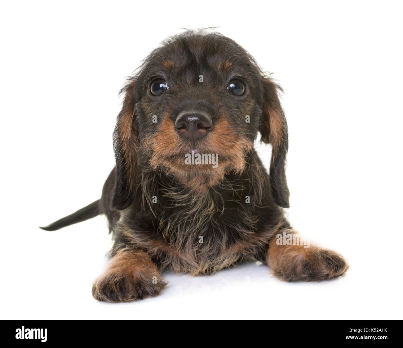 puppy Wire-haired Dachshund in front of white background Stock Photo