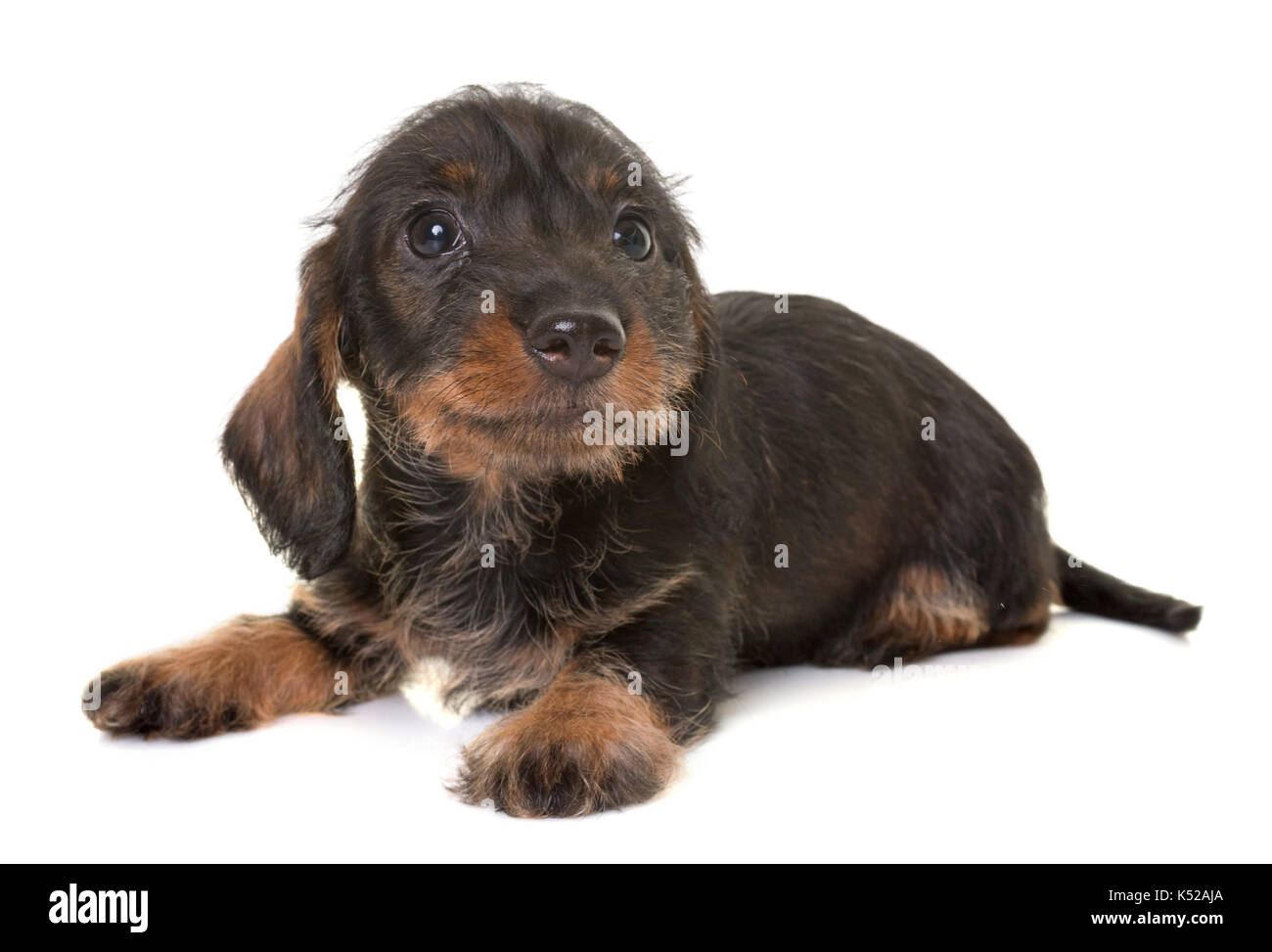puppy Wire-haired Dachshund in front of white background Stock Photo