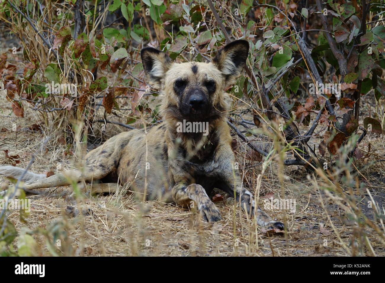 African Wild Dog looking Stock Photo