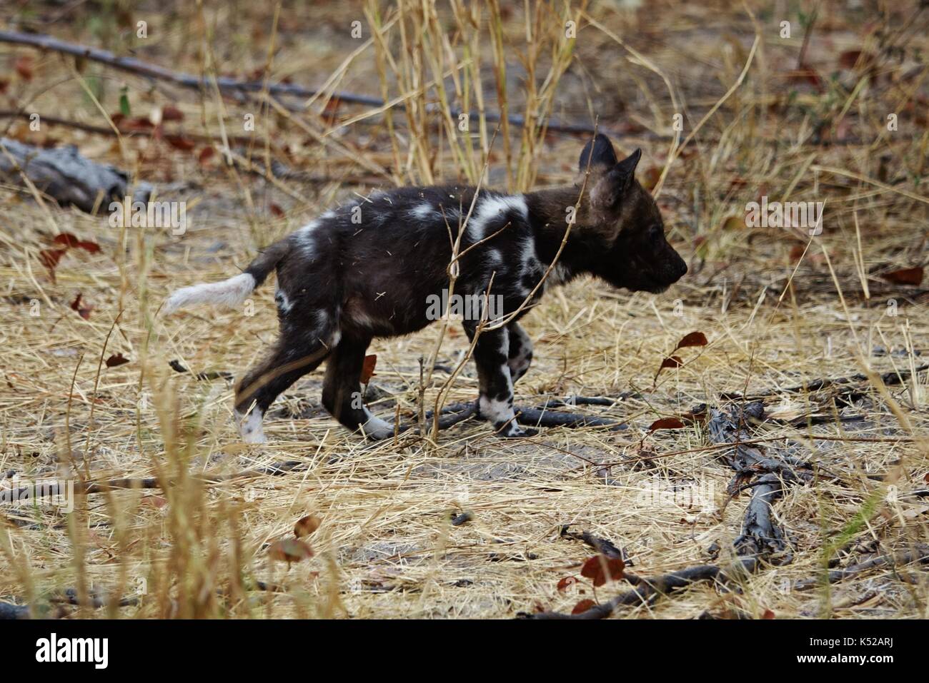 African Wild Dog Pup Stock Photo