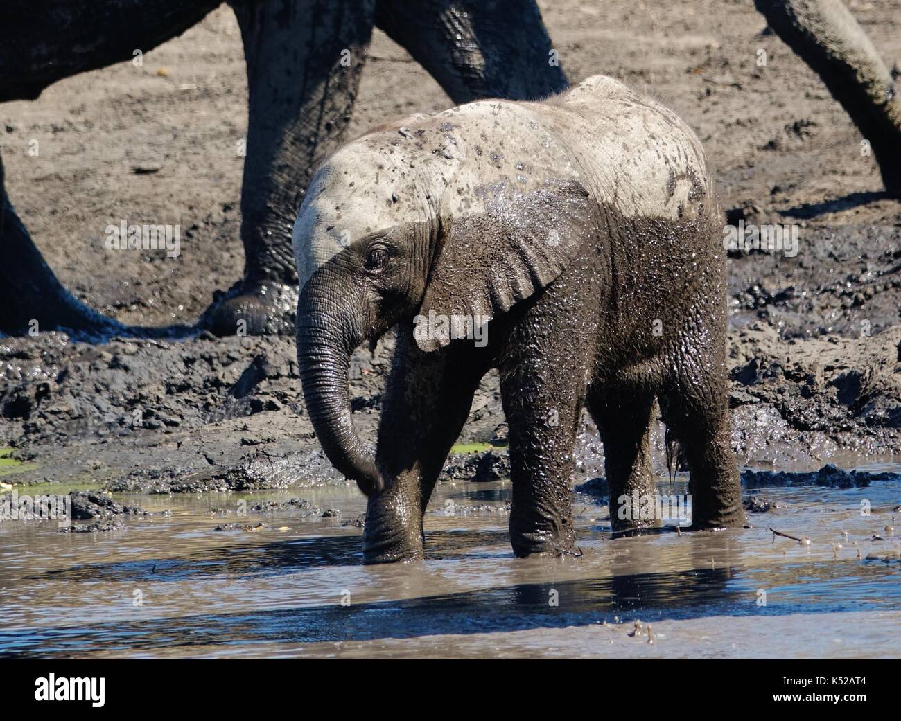 Baby elephant in mud bath Stock Photo