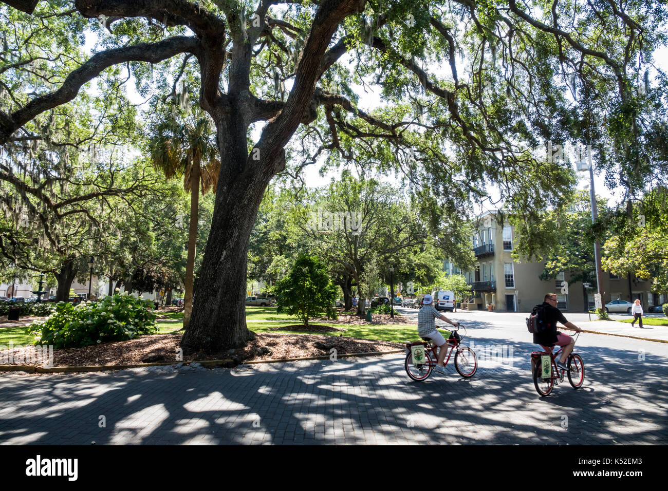 Savannah Georgia,historic district,Lafayette Square,cyclist,bicycle,tree,oak,USA US United States America North American,GA170512110 Stock Photo