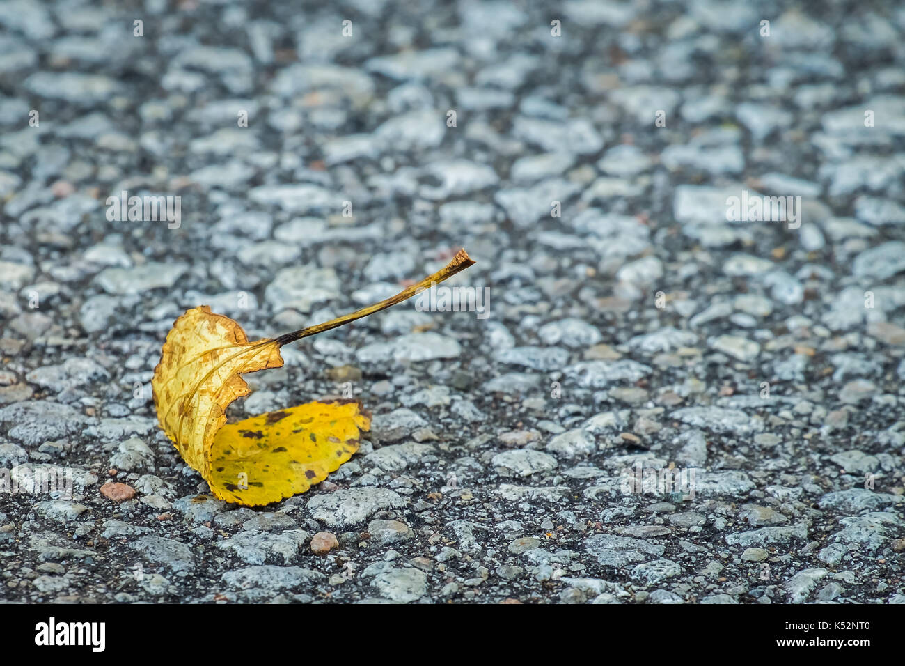 Curled yellow leaf on pebbled asphalt that could be interpretted as stating that autumn has arrived or the end of life. Stock Photo