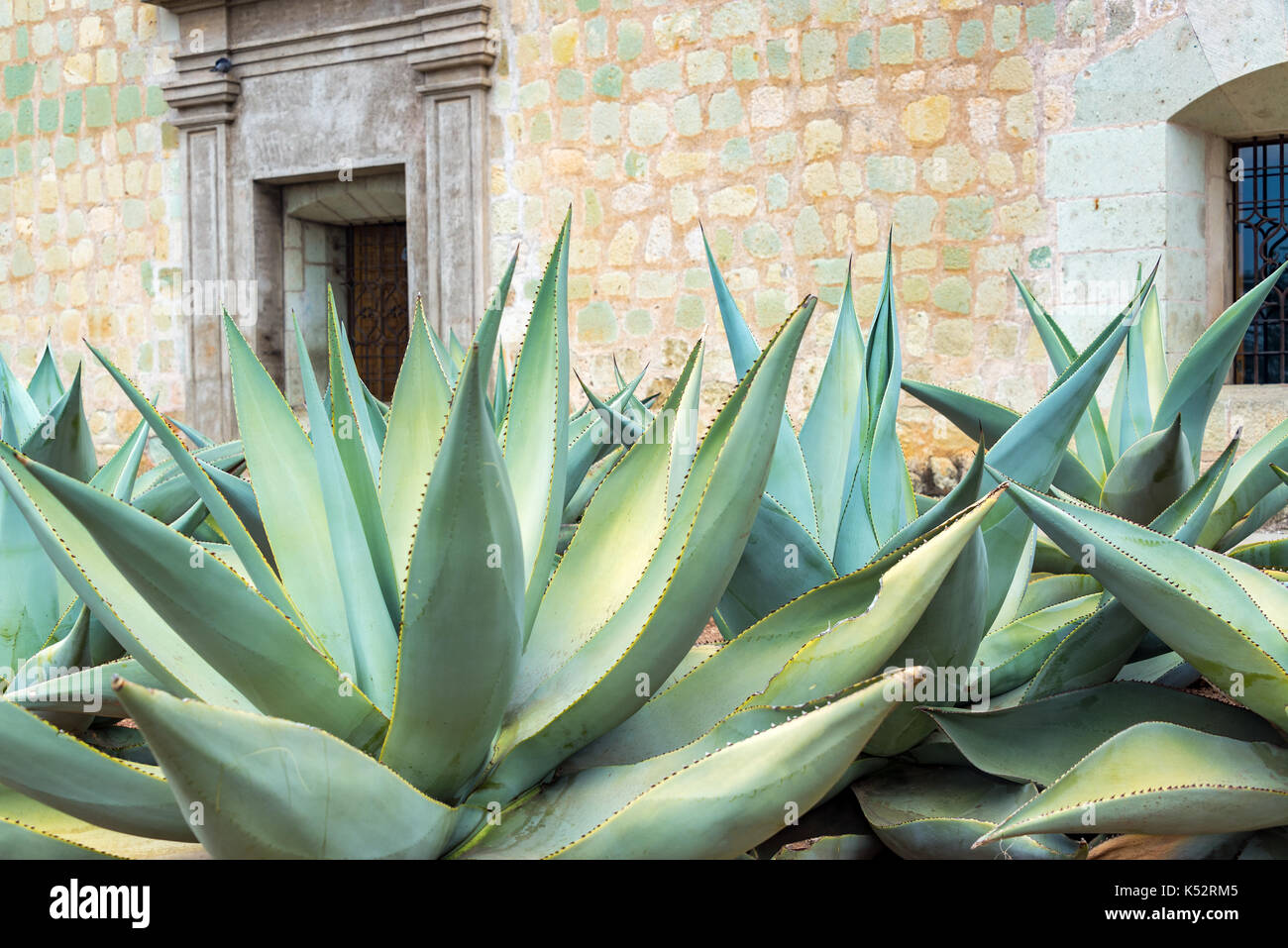Agave plants growing in front of a church in Oaxaca, Mexico Stock
