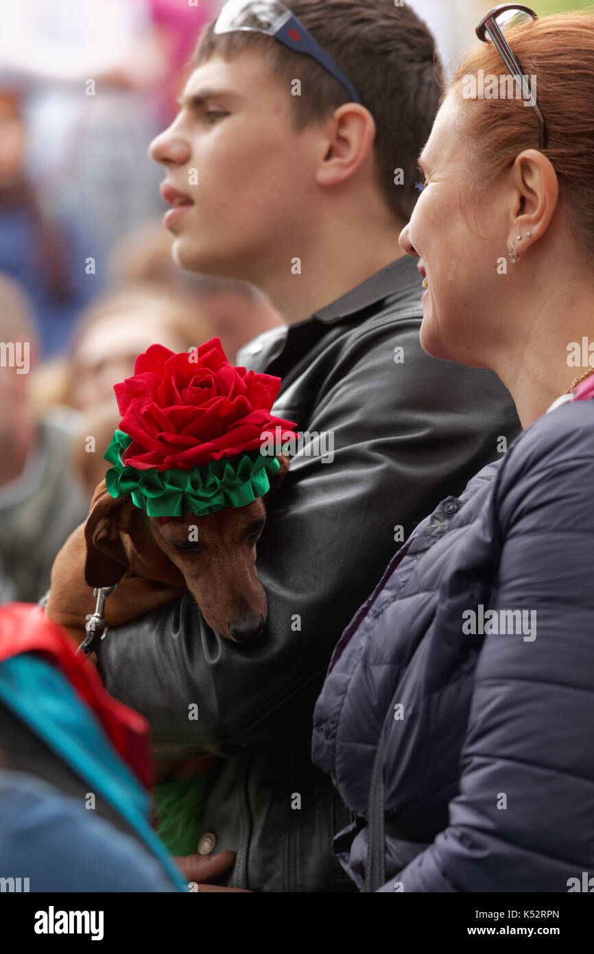 St. Petersburg, Russia - May 28, 2016: Man with his dog in rose-shaped hat during Dachshund parade. The traditional festival is timed to the City day Stock Photo