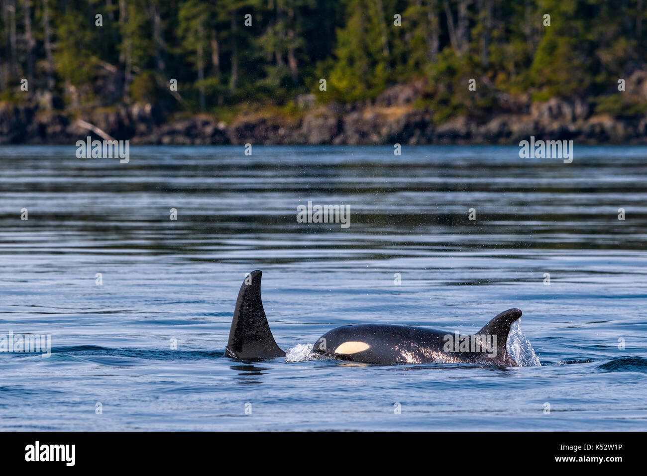 Northern resident killer whales traveling in front of Plumper Islands off Vancouver Island, British Columbi, Canada, Stock Photo