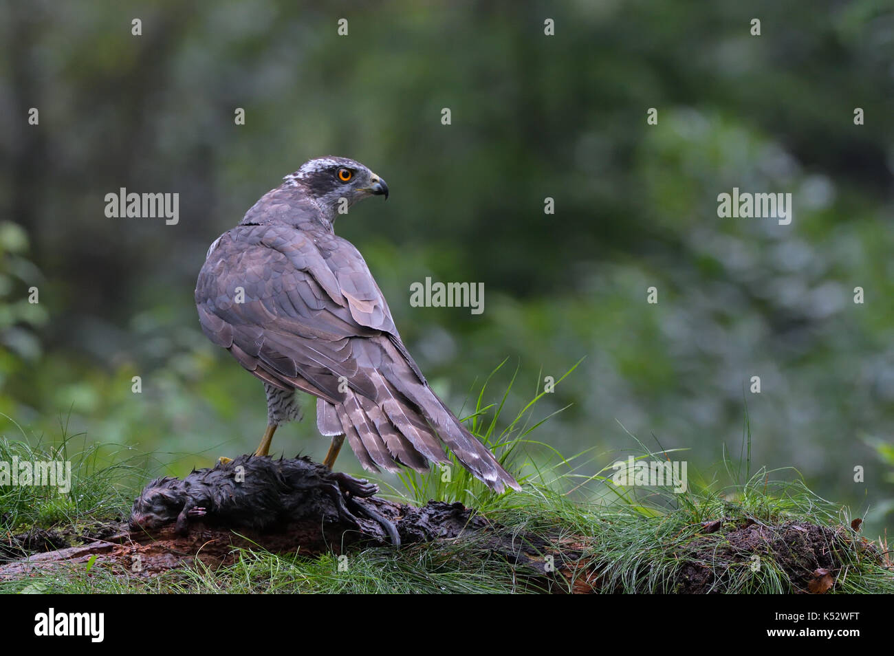 Juvenile male goshawk hi-res stock photography and images - Alamy