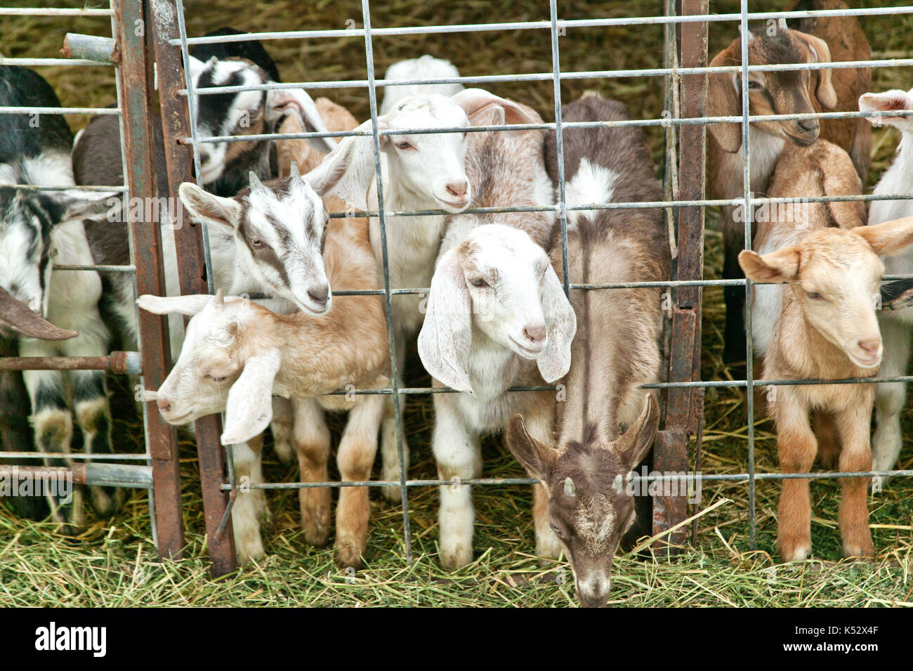 Young goats 'kids' are curious behind fenced pen, Goat dairy farm, 'Capra aegagrus circus'. Stock Photo