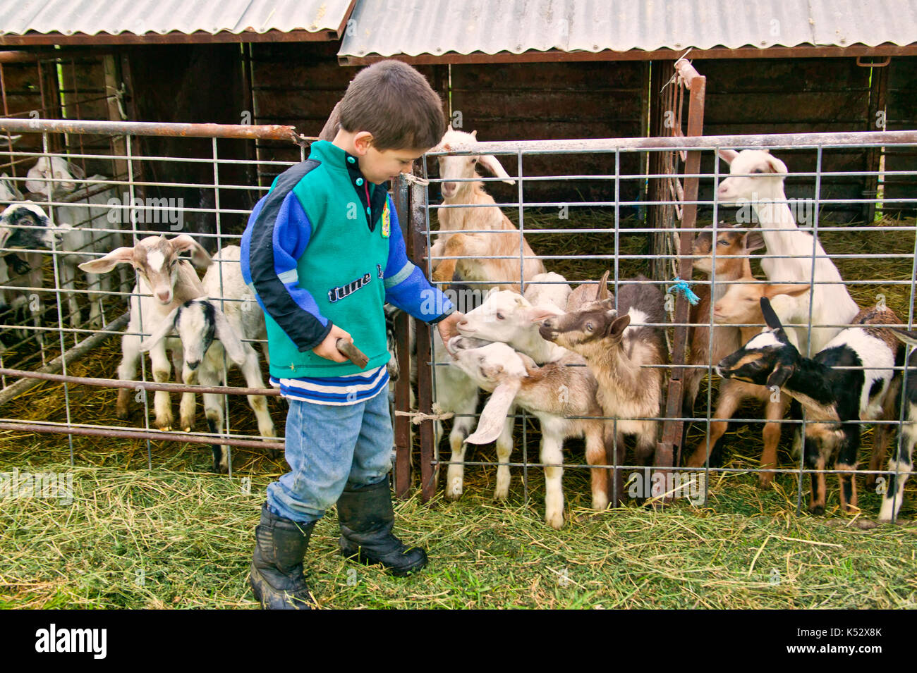 Young boy admiring, communicating with  young goats 'Capra aegagrus hircus',  dairy goat farm. Stock Photo