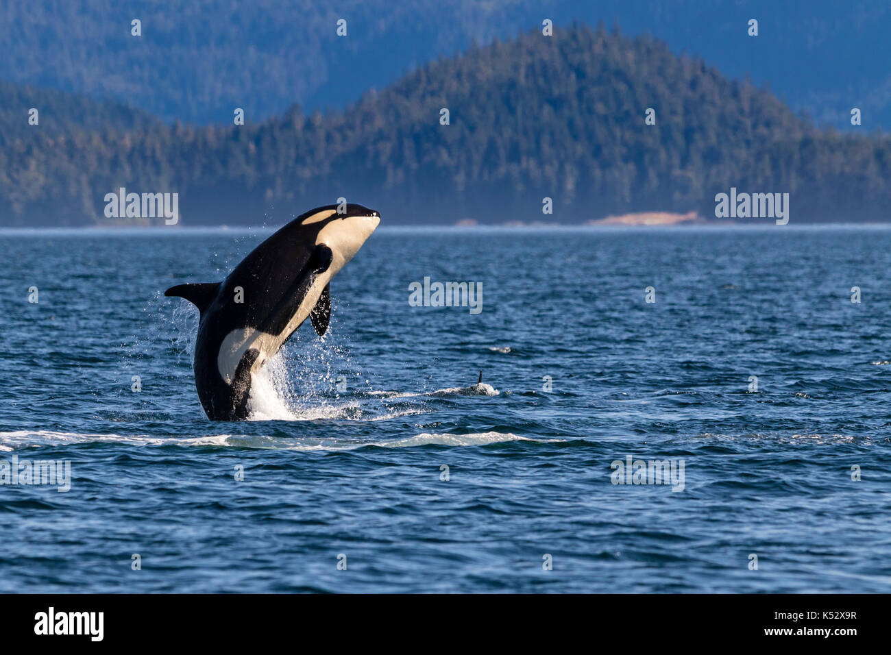 Northern resident killer whale breaching in front of Swanson Island off Northern Vancouver Island, British Columbia, Canada. Stock Photo