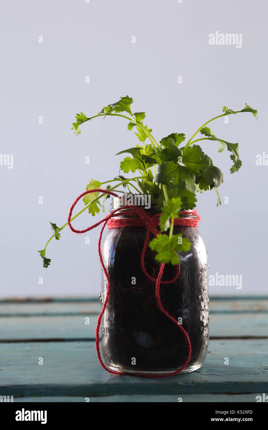 Coriander plantation hi-res stock photography and images - Alamy