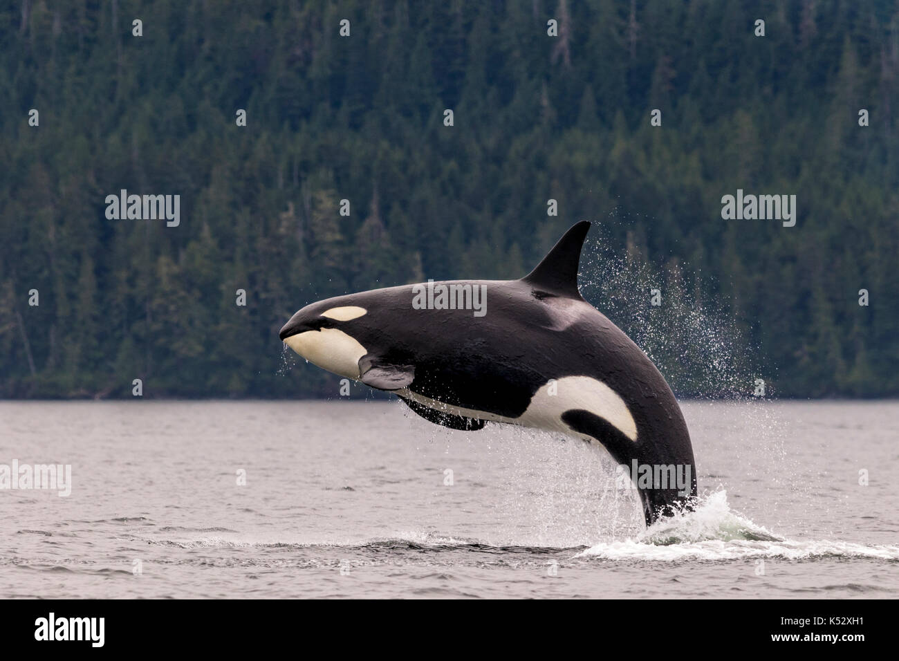 Female killer whale breaching in Johnstone Strait off Vancouver Island, British Columbia, Canada. Stock Photo