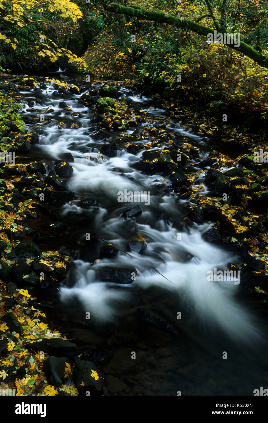 Bridal Veil Creek, Bridal Veil State Park, Columbia River