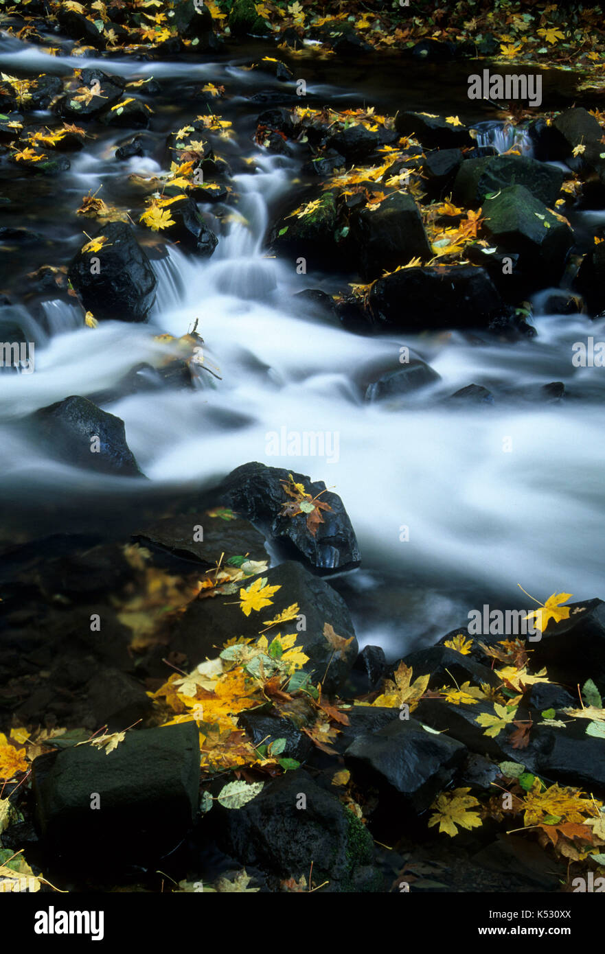 Bridal Veil Creek, Bridal Veil State Park, Columbia River