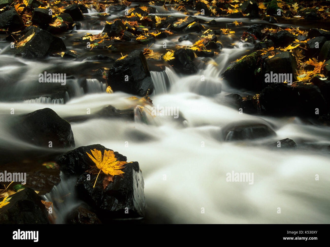 Bridal Veil Creek, Bridal Veil State Park, Columbia River