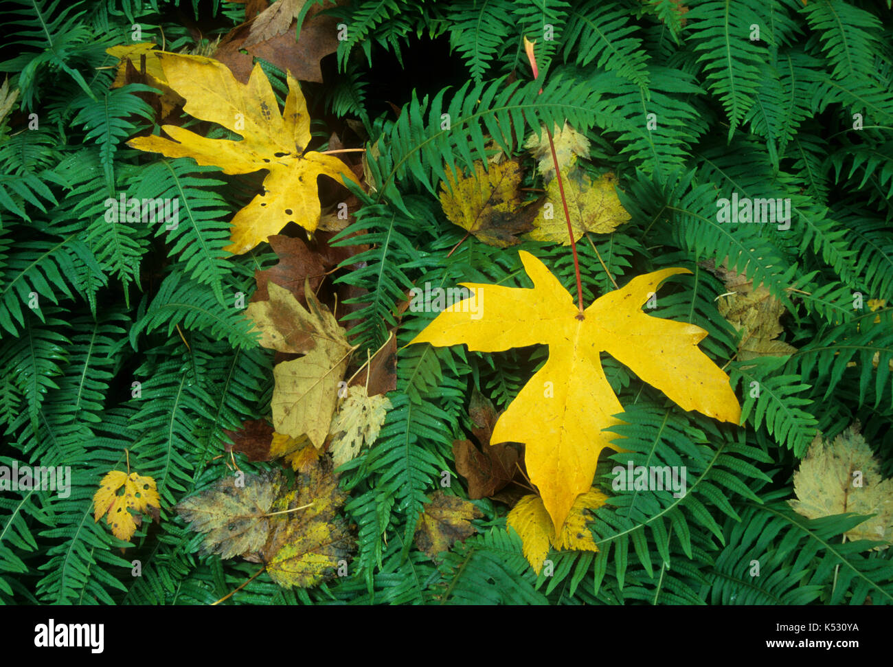 Bigleaf maple (Acer macrophyllum) leaf & ferns, Mt Hood National Forest, Columbia River Gorge National Scenic Area, Oregon Stock Photo