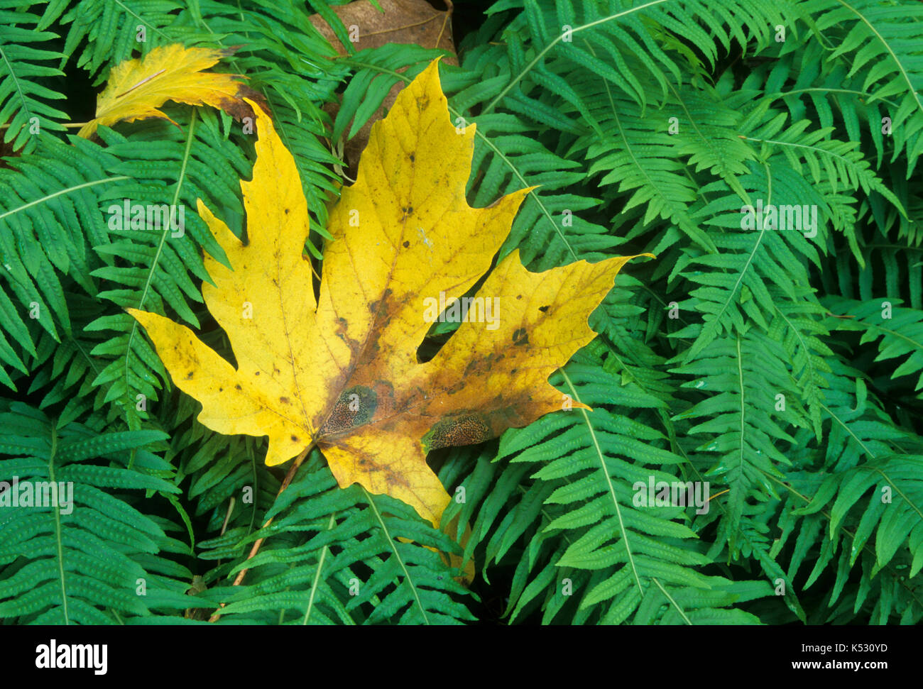 Bigleaf maple (Acer macrophyllum) leaf & ferns, Mt Hood National Forest, Columbia River Gorge National Scenic Area, Oregon Stock Photo