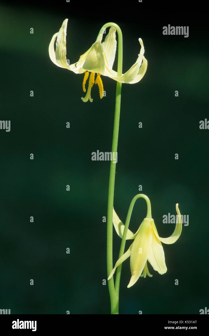 Fawn lilies, Bellfountain County Park, Benton County, Oregon Stock