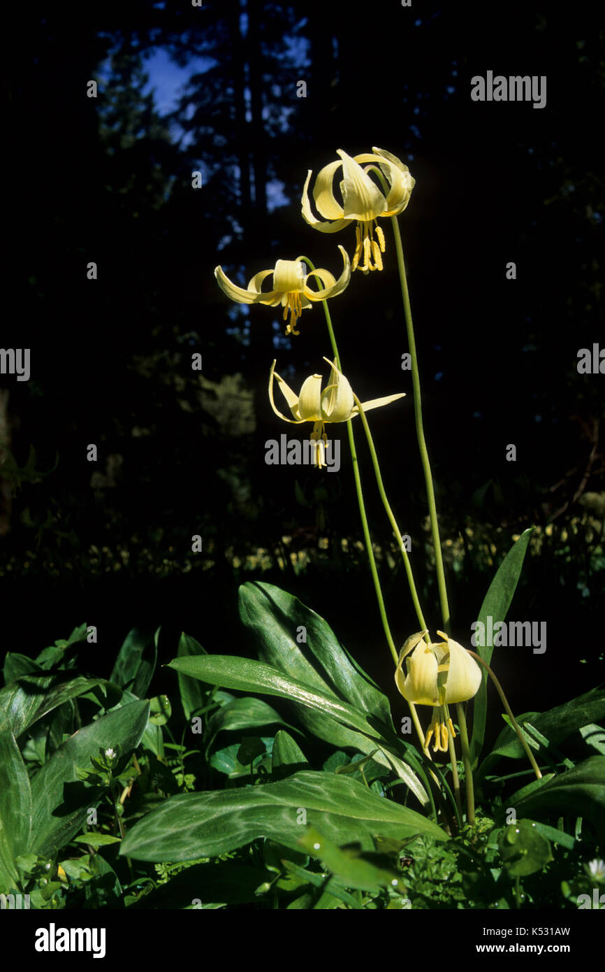Fawn lilies, Bellfountain County Park, Benton County, Oregon Stock