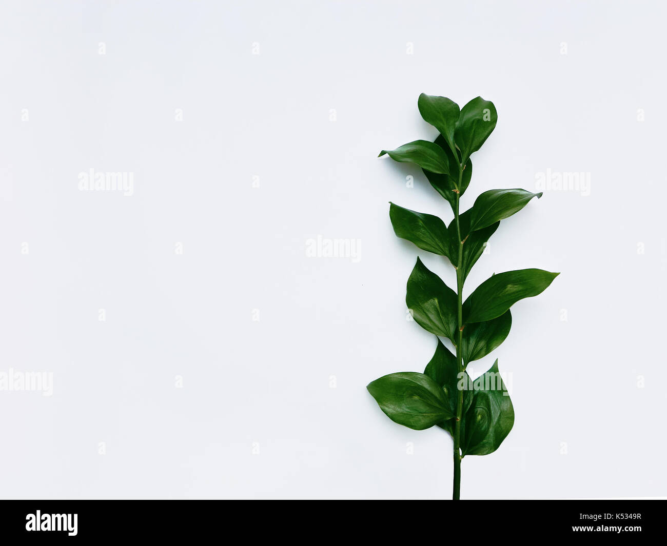 Minimalist plant background Bright green leaves are lying on a white ...