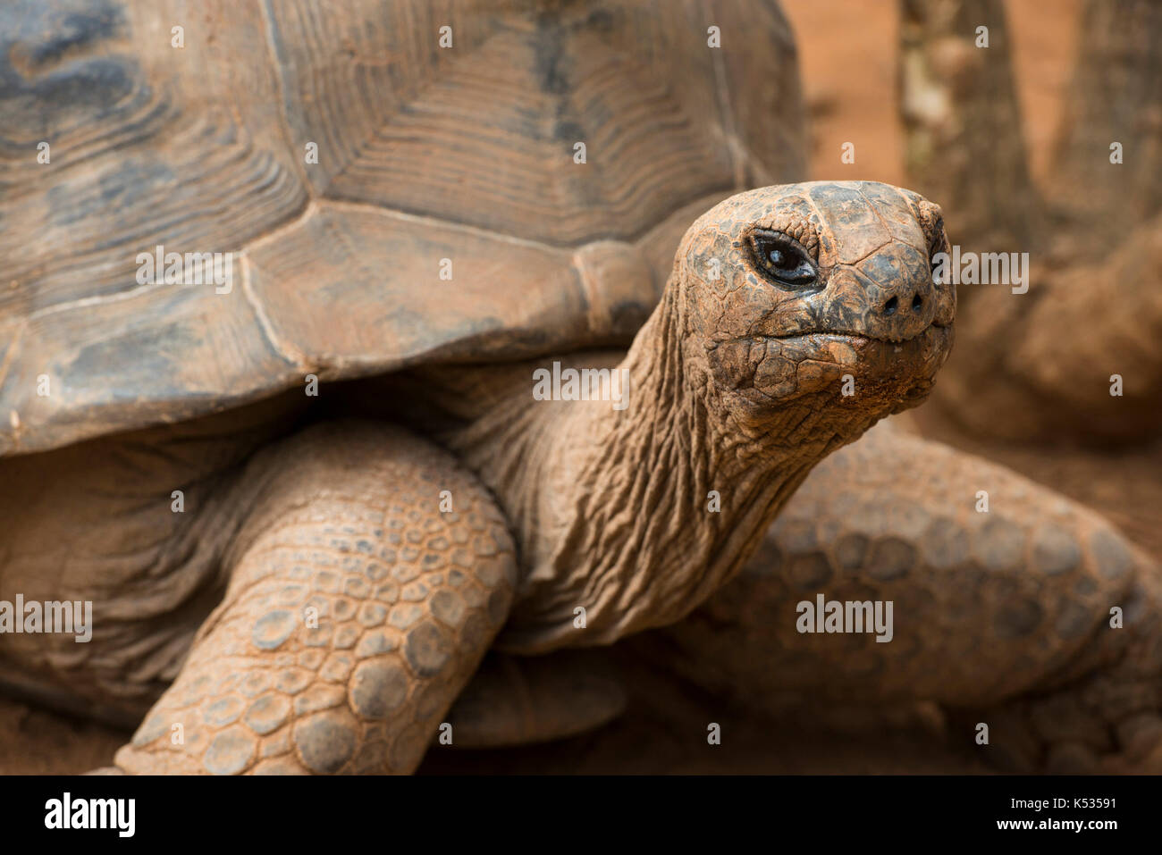 Radiated tortoise, Astrochelys radiata, Croc Farm, Antananarivo, Madagascar Stock Photo