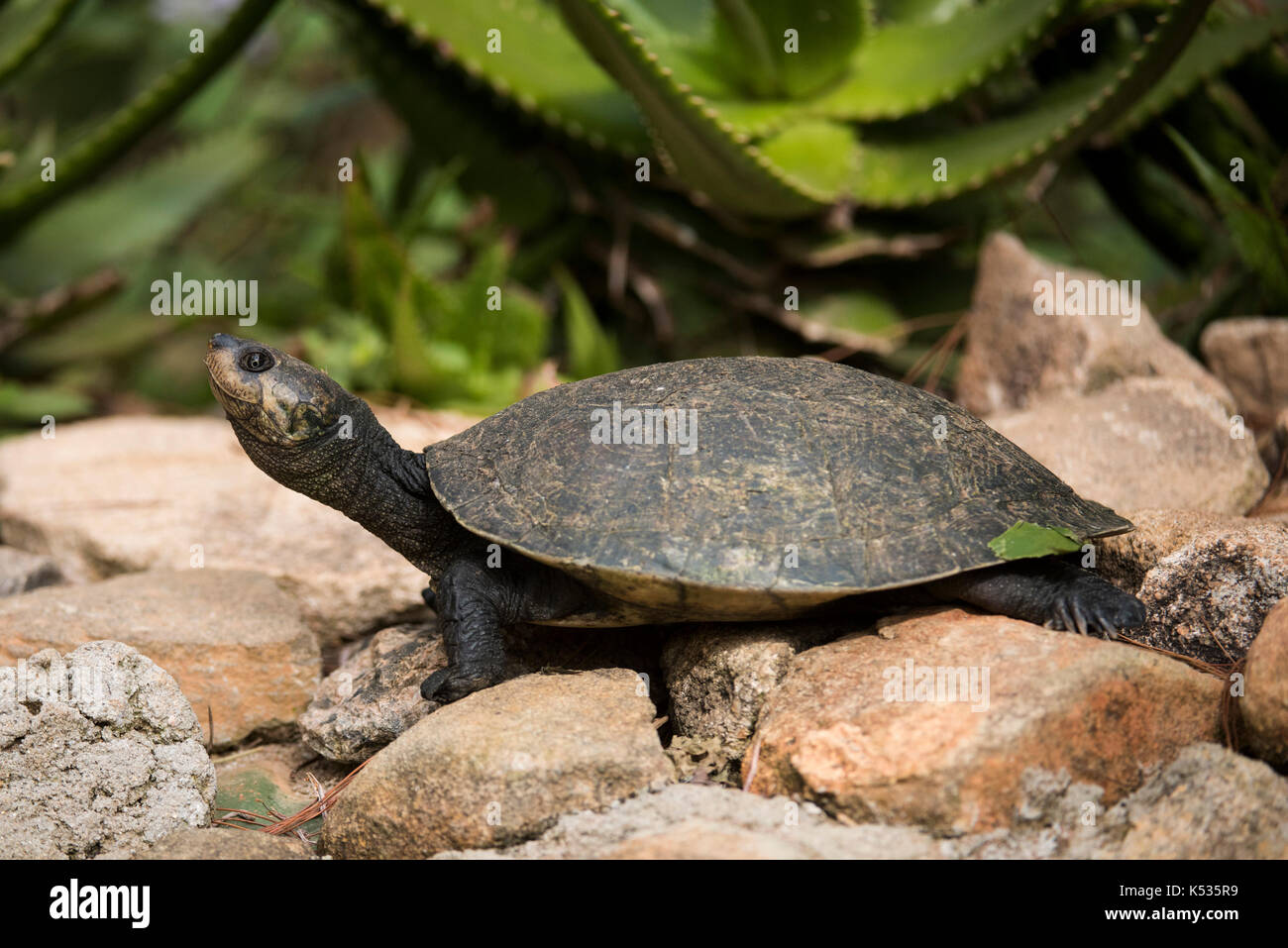 Marsh terrapin, Pelomedusa subrufa, Croc Farm, Antananarivo, Madagascar Stock Photo