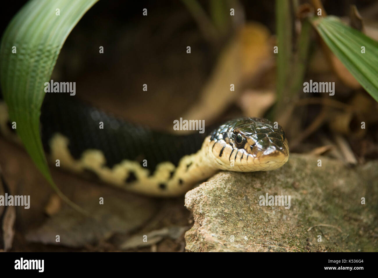 Giant hognose snake, Leioheterodon madagascariensis, Croc Farm, Antananarivo, Madagascar Stock Photo