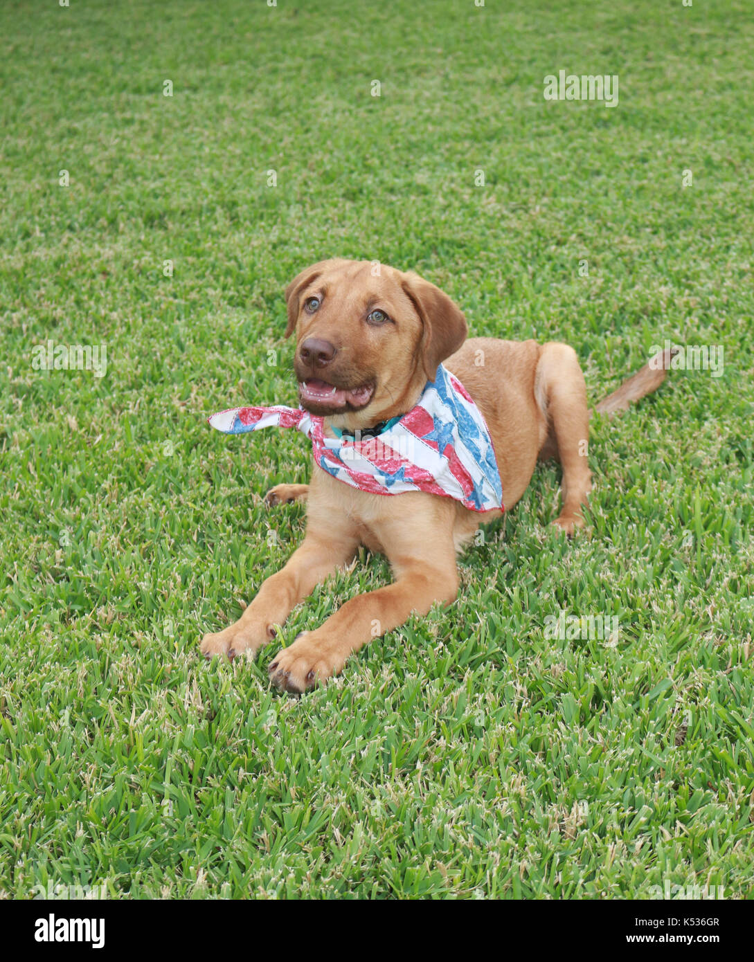 Mutt Puppy Lying Down Stock Photo