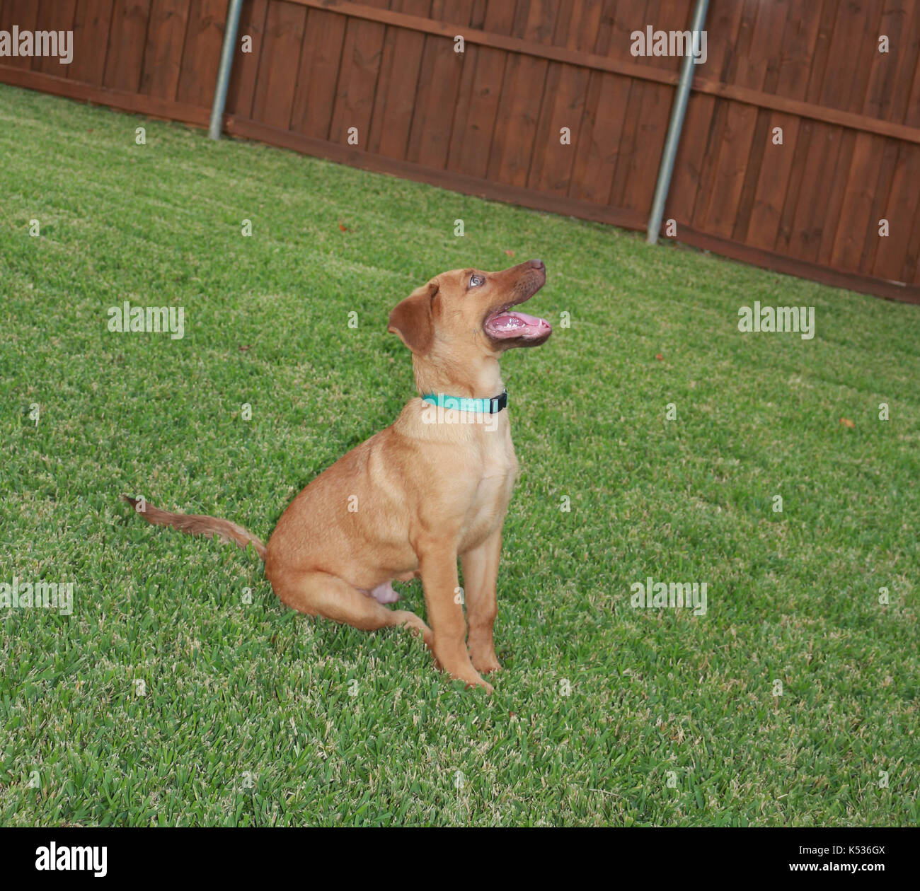 Mutt Puppy Sitting Stock Photo