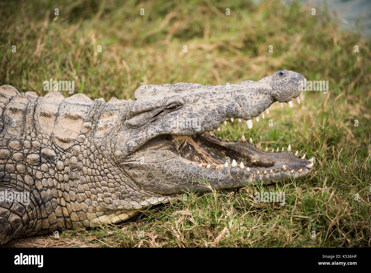 Nile crocodile Crocodylus niloticus Croc Farm Antananarivo