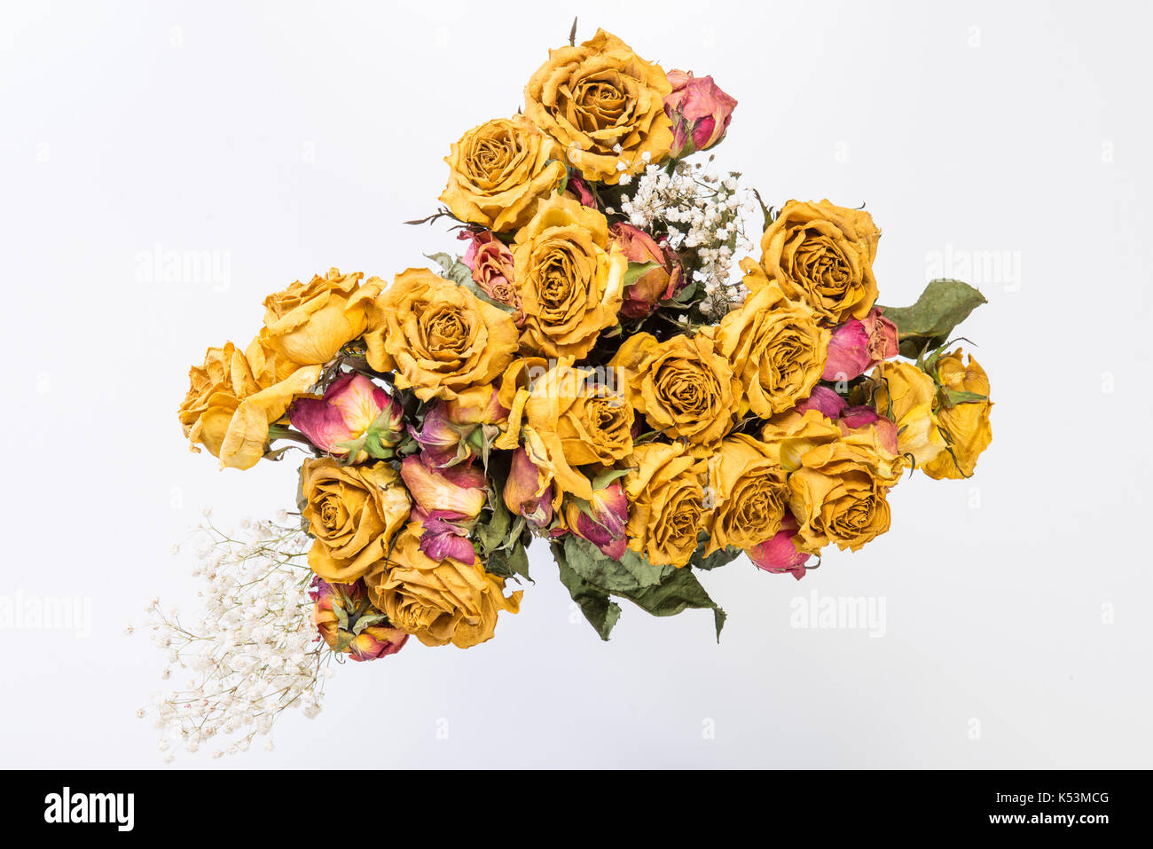 Dry yellow roses isolated on white background Stock Photo - Alamy
