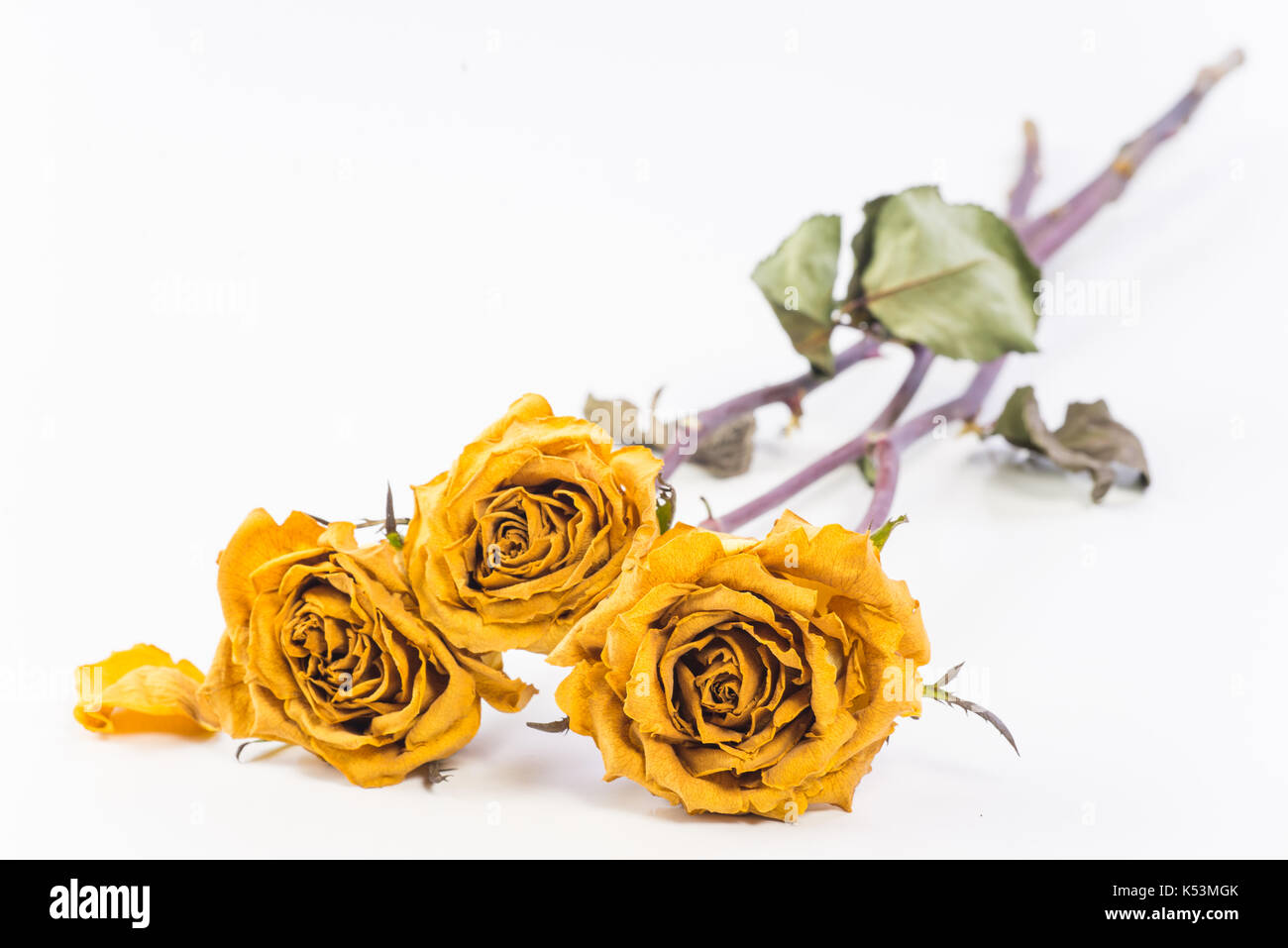 Dry yellow roses isolated on white background Stock Photo Alamy