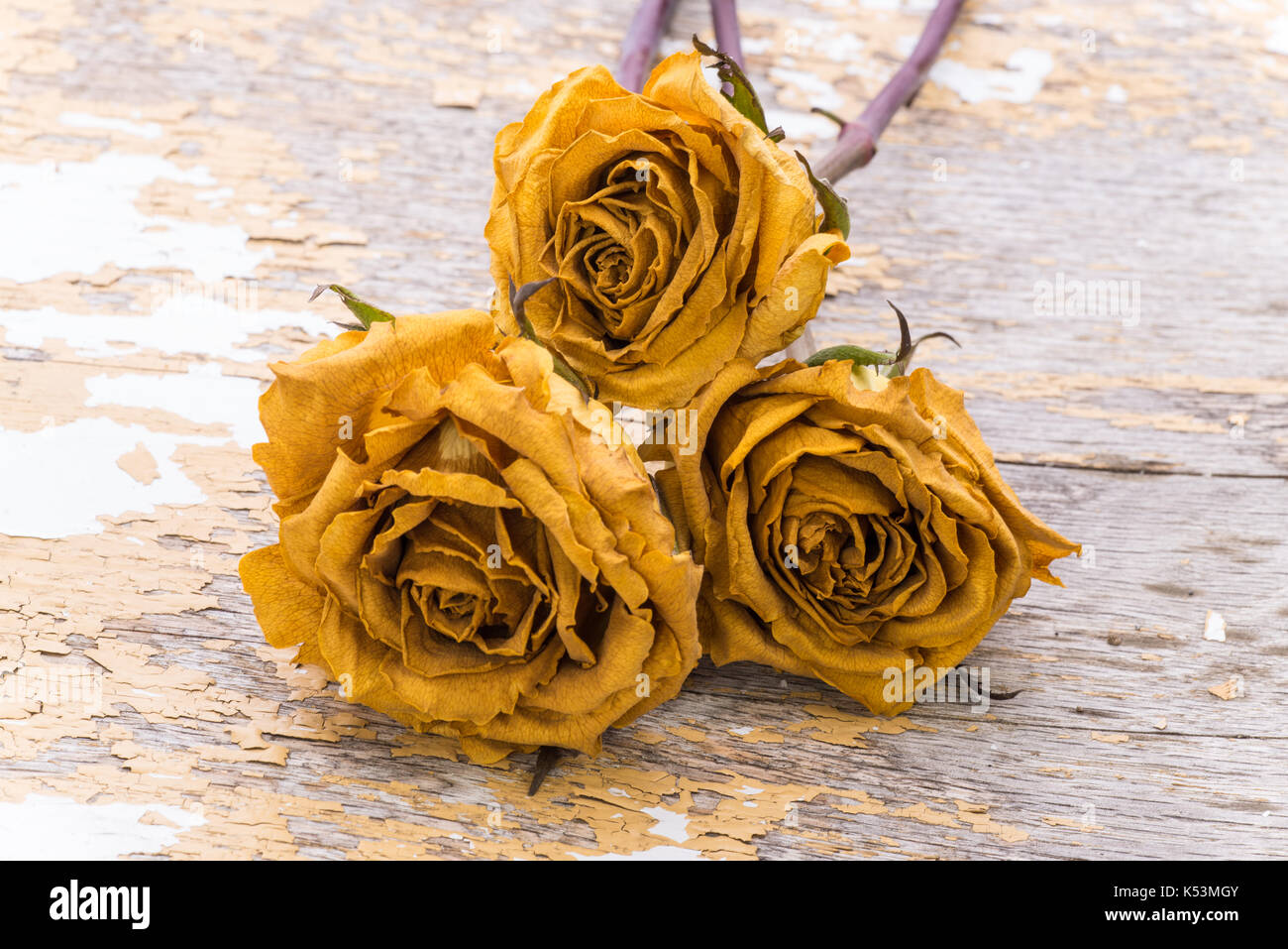 Dried yellow roses on a wooded background Stock Photo - Alamy