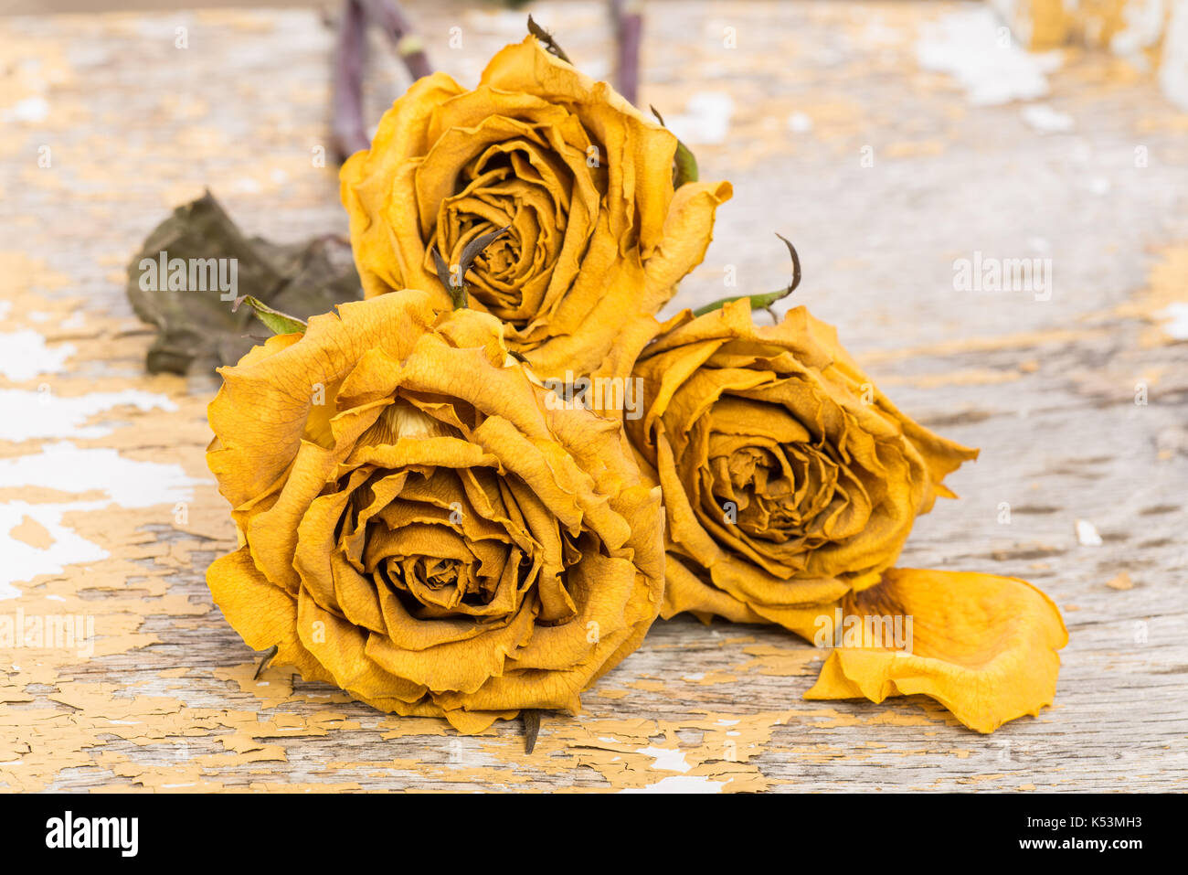 Dried flower petals stock image. Image of scented, roses - 35834181