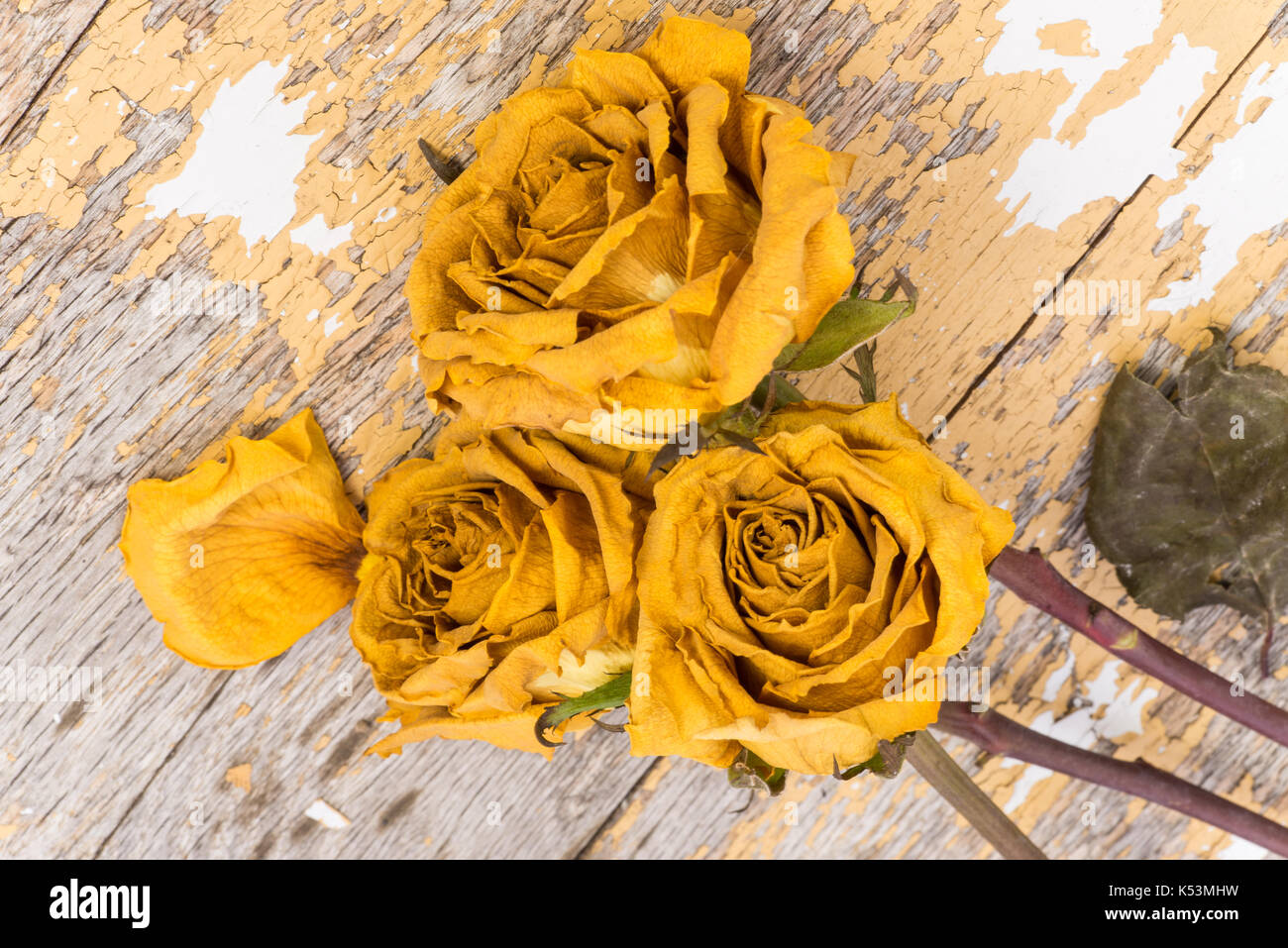 Dried yellow roses on a wooded background Stock Photo - Alamy