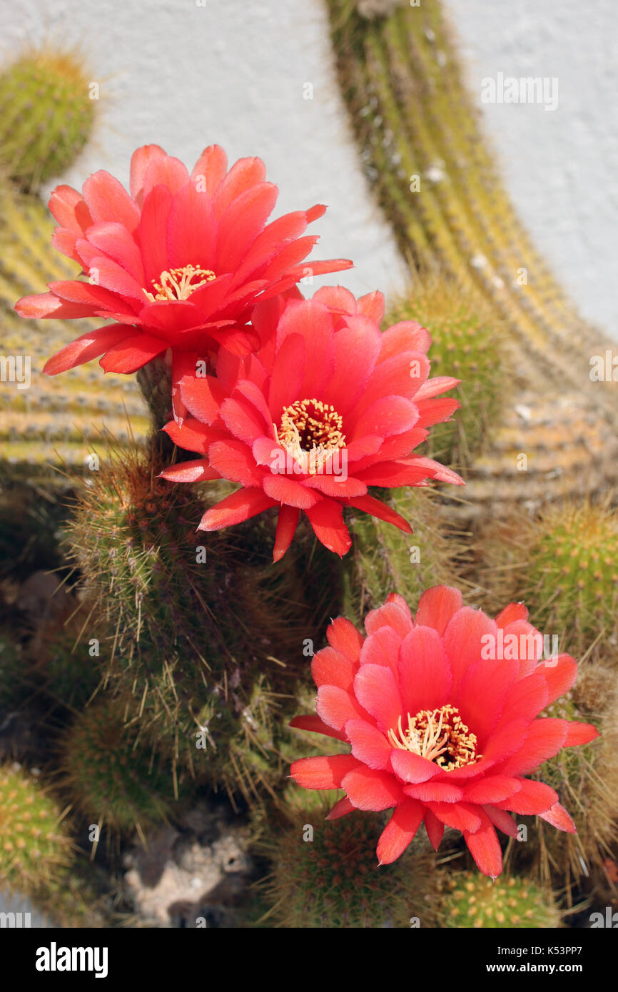 Red cactus flowers hires stock photography and images Alamy