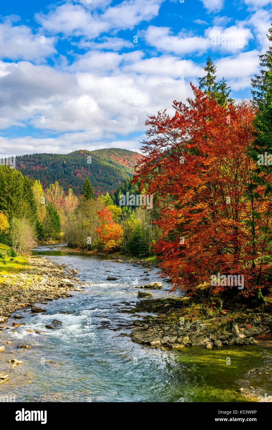 gorgeous day near the forest river in mountains. deciduous tree with vivid red foliage among spruce on the curve rocky shore. dreamy autumnal landscap Stock Photo