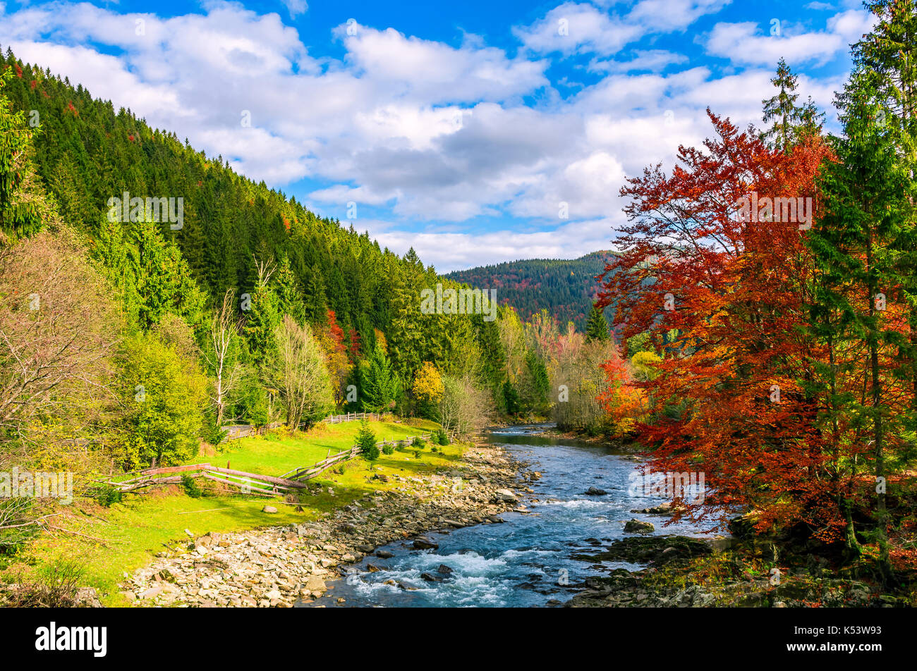 gorgeous day near the forest river in mountains. deciduous tree with vivid red foliage among spruce on the curve rocky shore. dreamy autumnal landscap Stock Photo